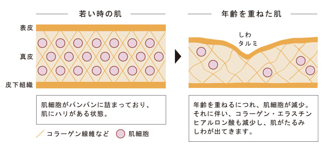 肌の老化